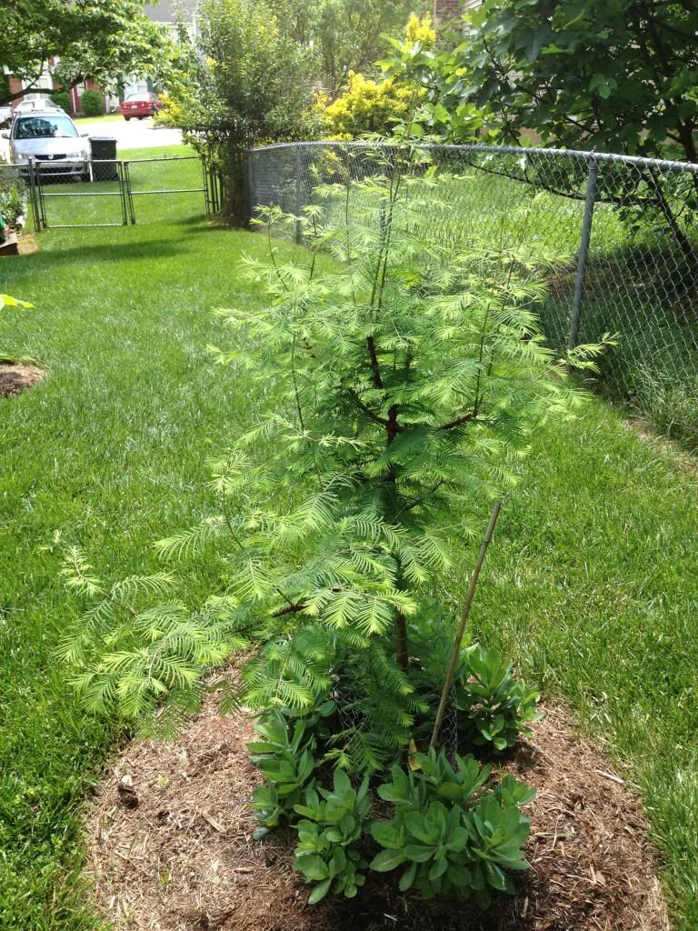 Dawn Redwood Leader Pruning