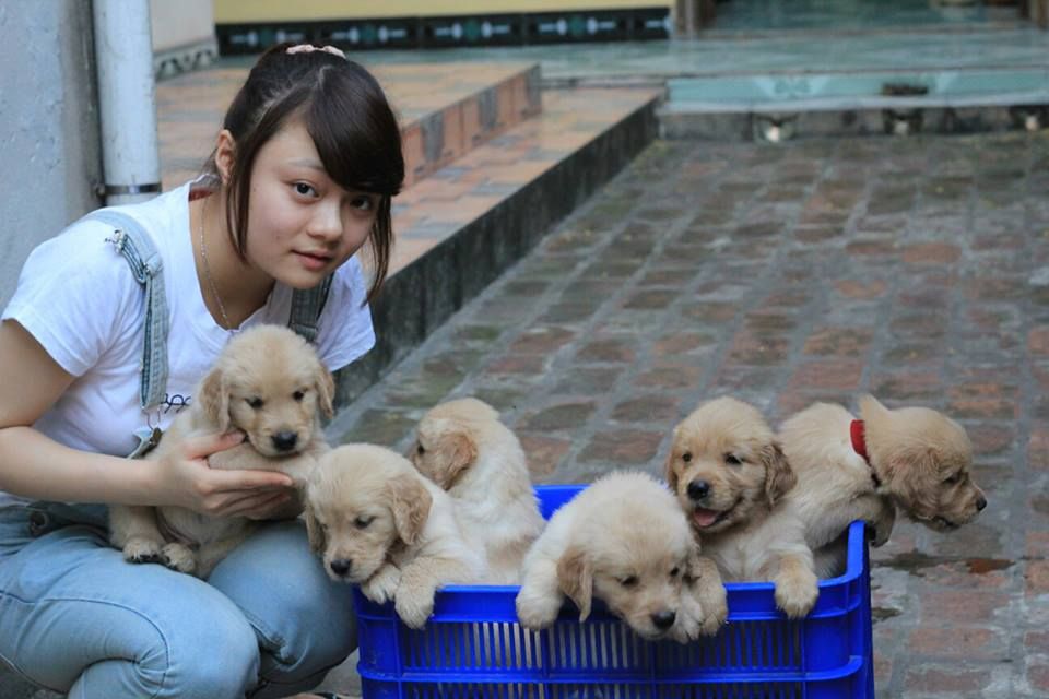 Tùng Lộc Pet - Nhận đặt và bán chó Golden Retriver xinh xắn, khỏe mạnh (Toàn Quốc) - 3