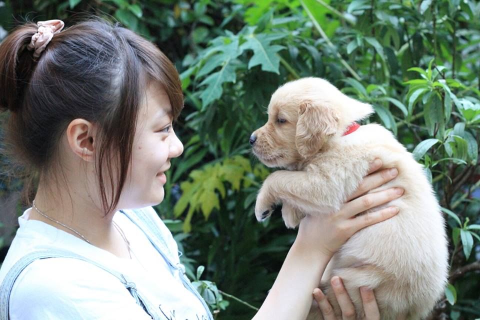 Tùng Lộc Pet - Nhận đặt và bán chó Golden Retriver xinh xắn, khỏe mạnh (Toàn Quốc) - 4