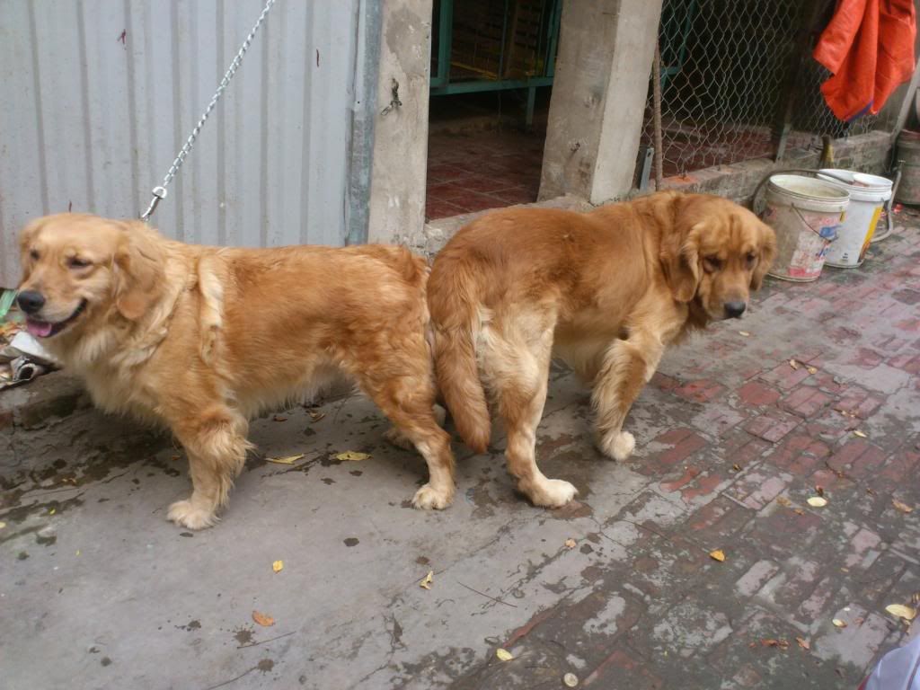Tùng Lộc Pet - Nhận đặt và bán chó Golden Retriver xinh xắn, khỏe mạnh (Toàn Quốc) - 2