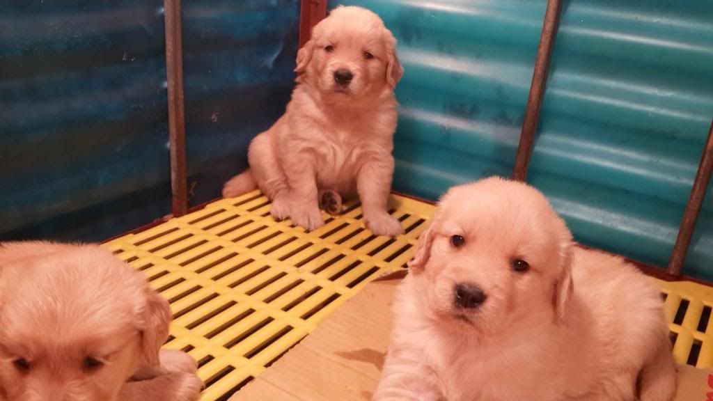 Tùng Lộc Pet - Nhận đặt và bán chó Golden Retriver xinh xắn, khỏe mạnh (Toàn Quốc)