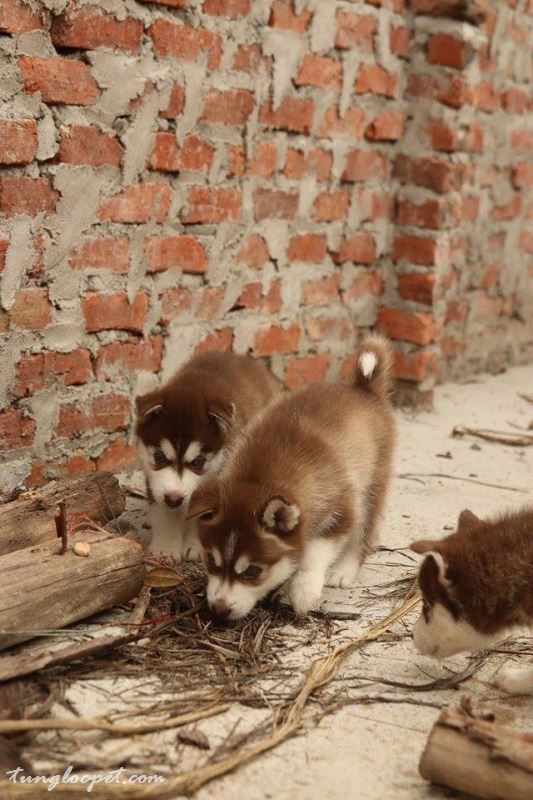 Toàn quốc - Bán đàn chó Husky màu nâu đỏ - 3