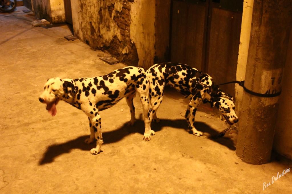 Tùng Lộc Pet - Nhận phối giống chó Đốm, nhận đặt và bán chó Đốm con (Hà Nội) - 6