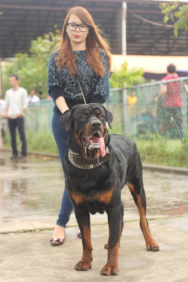 HN - Nhận phối giống chó Rottweiler thuần chủng. size khủng, gần 80kg