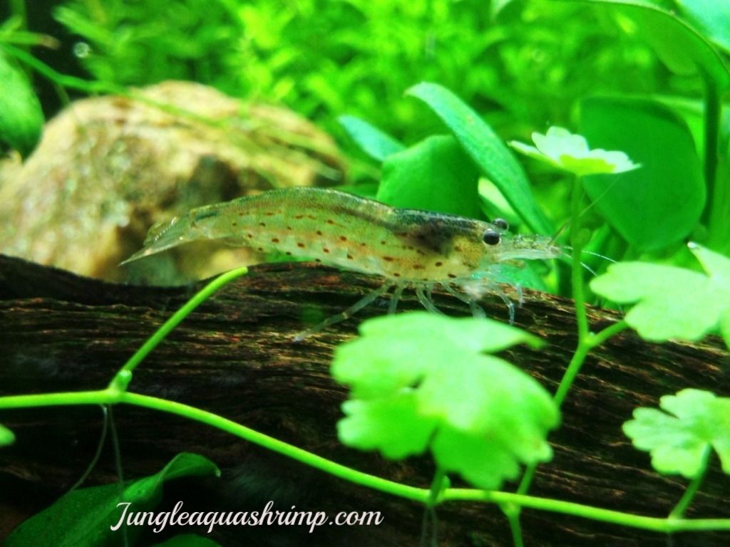 Amano Shrimp