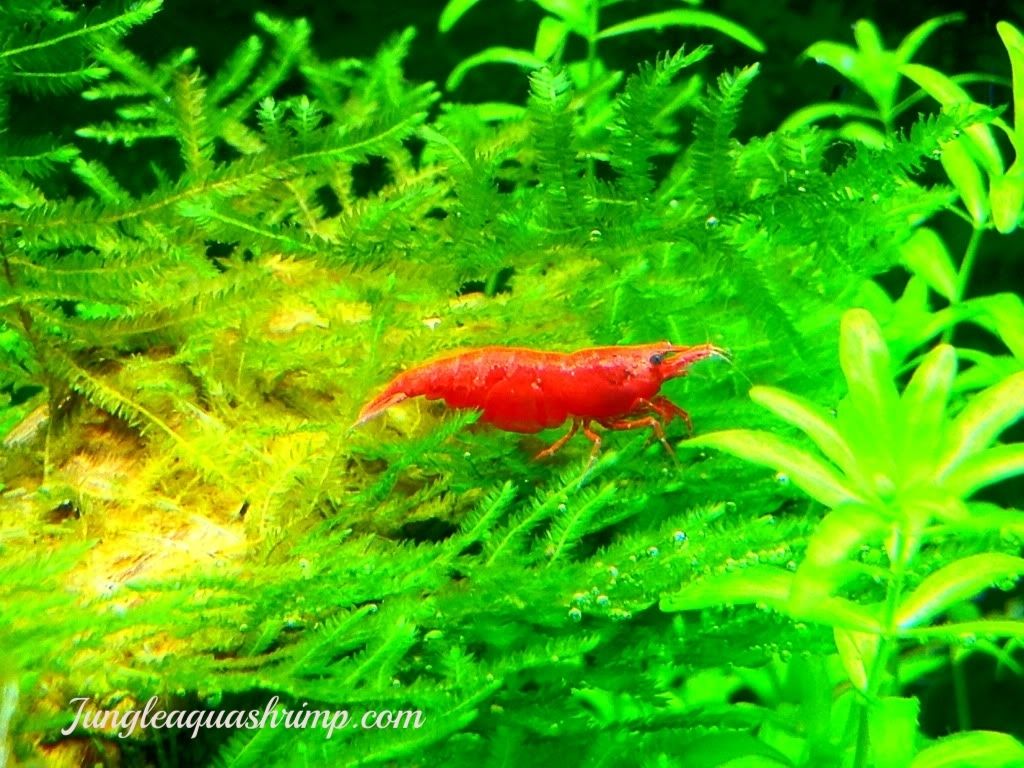 Red Cherry Shrimp