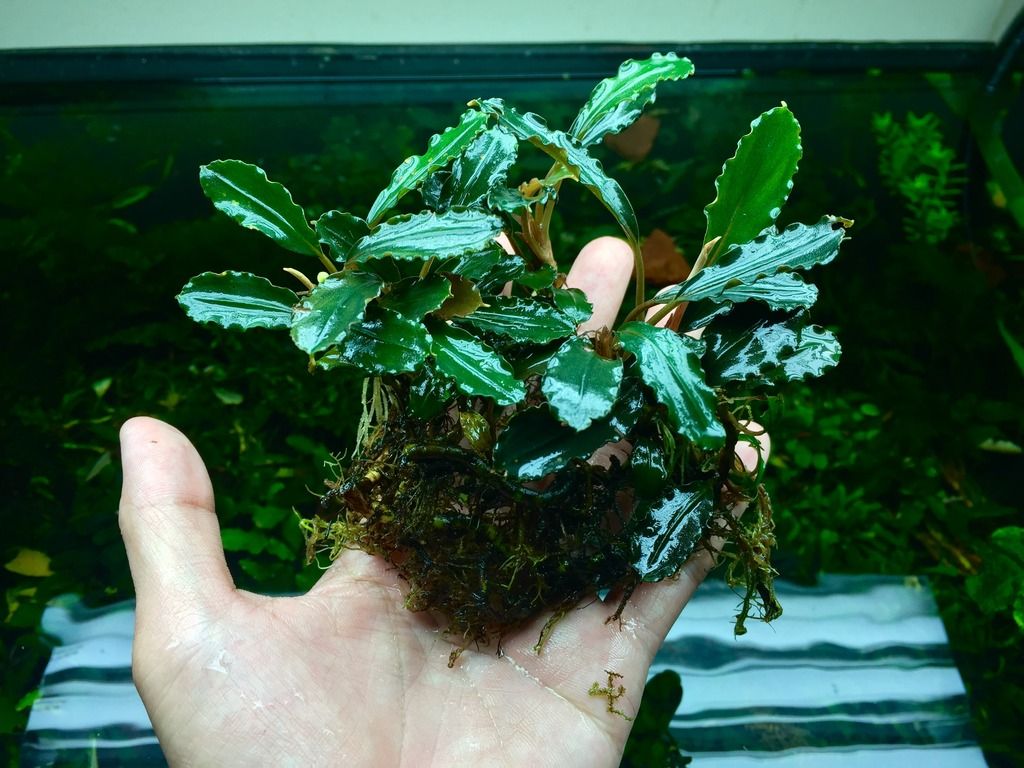 Plants Package, Rare Moss, Fern, Anubias, Bucephalandra | Aquatic Plant ...