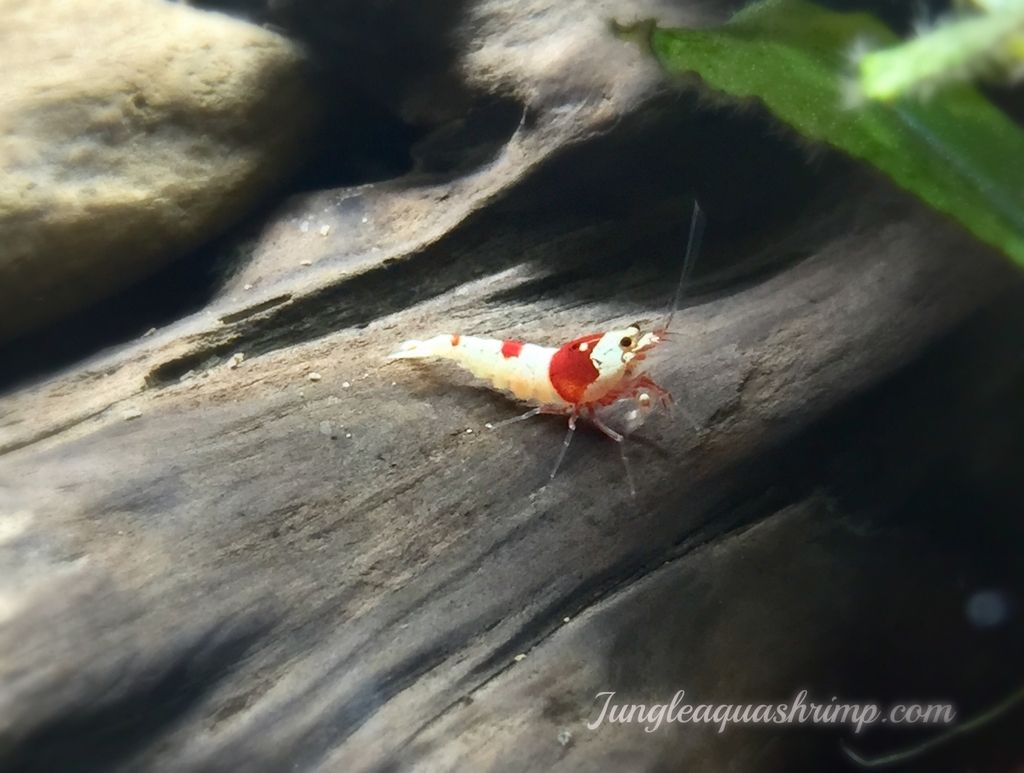 Crystal Red Shrimp