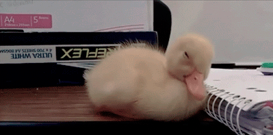 cute_ducky_zps07a93f1c.gif