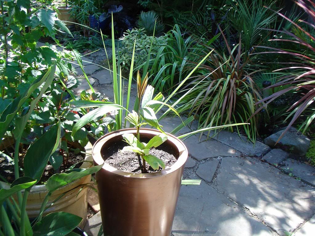 DSC00001_zpsc9167714.jpg