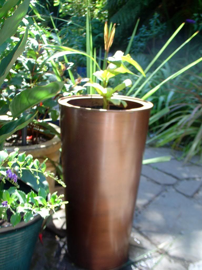 DSC00008_zps366a81ee.jpg
