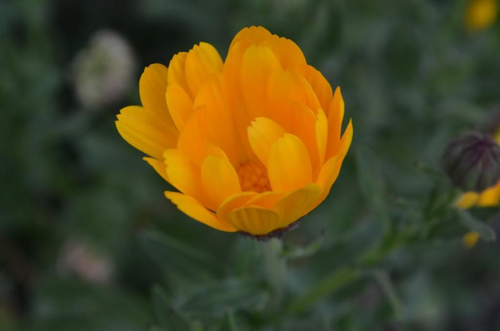 photo DSC_0788copy_zps98c244e5.jpg