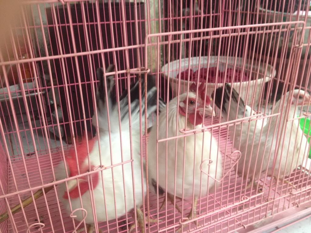 Mấy anh nào chuyên nuôi Gà vô giúp mình với  :/ - 4