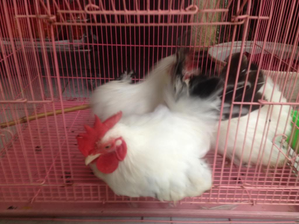 Mấy anh nào chuyên nuôi Gà vô giúp mình với  :/ - 2