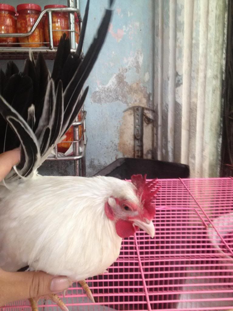 Mấy anh nào chuyên nuôi Gà vô giúp mình với  :/