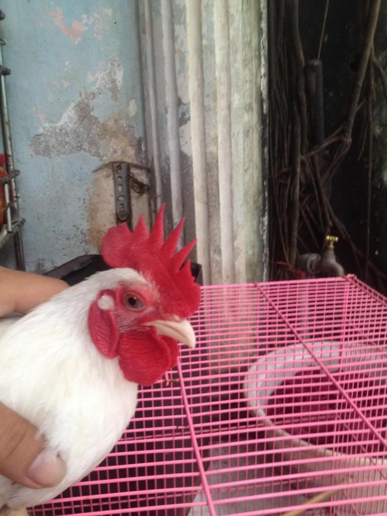 Mấy anh nào chuyên nuôi Gà vô giúp mình với  :/ - 3