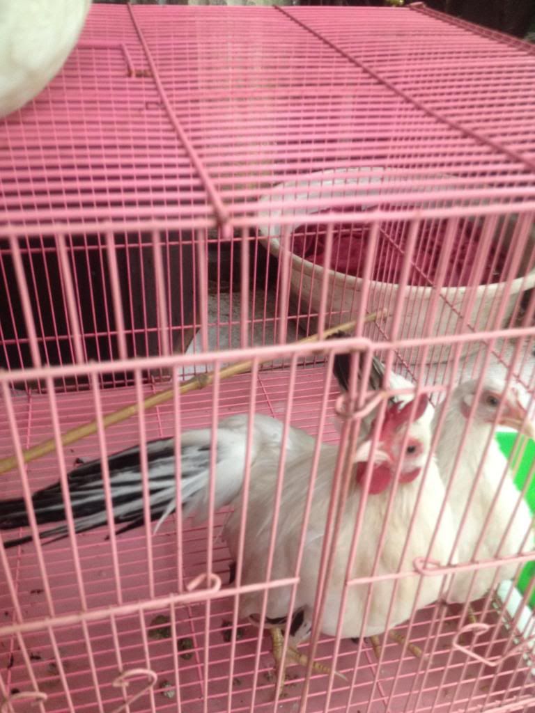 Mấy anh nào chuyên nuôi Gà vô giúp mình với  :/ - 1