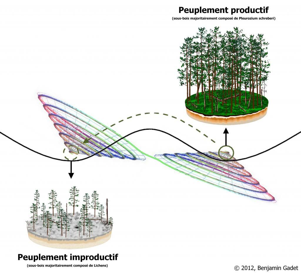 Représentation des états stables alternatifs productifs (à droite) et improductifs (à gauche). La différence entre la persistance d‘un système (i.e. sa résilience) et sa transformation <br />(i.e. un changement d‘état) dépend de l‘équilibre entre des rétroactions négatives qui tendent à maintenir le système dans son état actuel et des rétroactions positives qui tendent à le faire basculer, au-delà d‘un certain seuil, vers un nouvel attracteur. Cela suppose qu'un écosystème donné puisse se trouver dans ce que l’on appelle des états stables alternatifs ou de bi-stabilité. Lorsqu'un système se trouve dans un de ses états stables alternatifs, ses attributs, telles que sa productivité ou sa structure verticale et horizontale, peuvent fluctuer, mais à l‘intérieur de certaines limites maintenues par des<br />contraintes internes ou externes au système (variables permanentes et non permanentes). Représentation des états stables alternatifs productifs (à droite) et improductifs (à gauche). La différence entre la persistance d‘un système (i.e. sa résilience) et sa transformation <br />(i.e. un changement d‘état) dépend de l‘équilibre entre des rétroactions négatives qui tendent à maintenir le système dans son état actuel et des rétroactions positives qui tendent à le faire basculer, au-delà d‘un certain seuil, vers un nouvel attracteur. Cela suppose qu'un écosystème donné puisse se trouver dans ce que l’on appelle des états stables alternatifs ou de bi-stabilité. Lorsqu'un système se trouve dans un de ses états stables alternatifs, ses attributs, telles que sa productivité ou sa structure verticale et horizontale, peuvent fluctuer, mais à l‘intérieur de certaines limites maintenues par des<br />contraintes internes ou externes au système (variables permanentes et non permanentes).