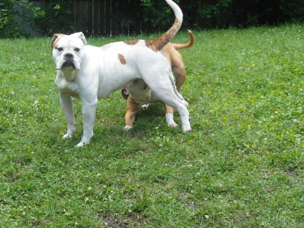 http://i1295.photobucket.com/albums/b637/NickLew83/Mobile%20Uploads/SAM_9722_zps5sbbhcye.jpg