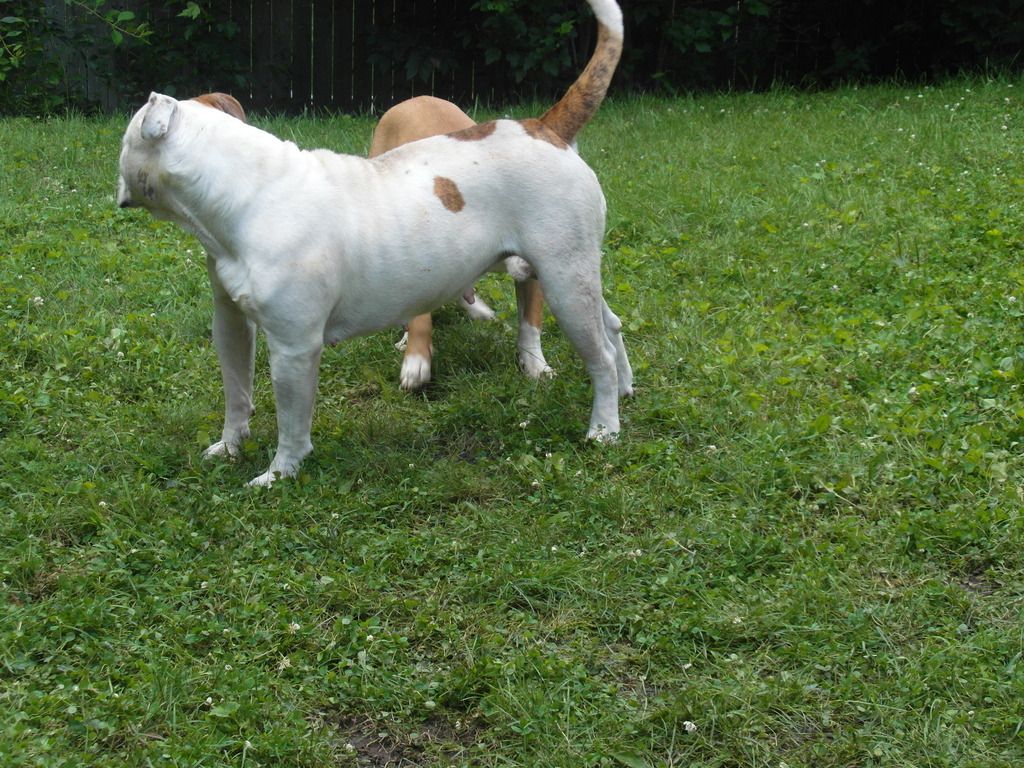 http://i1295.photobucket.com/albums/b637/NickLew83/Mobile%20Uploads/SAM_9723_zpskfii1zdz.jpg