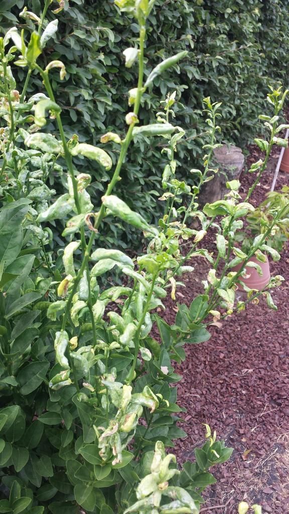  photo 20140715_165814_zpsb9299606.jpg