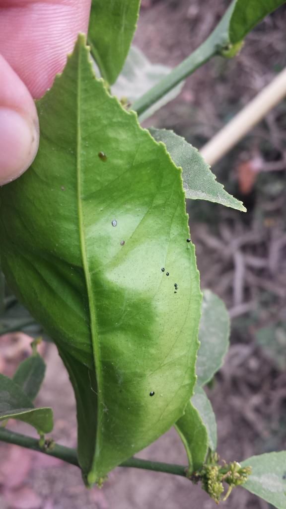  photo 20140715_165847_zpsd447de39.jpg
