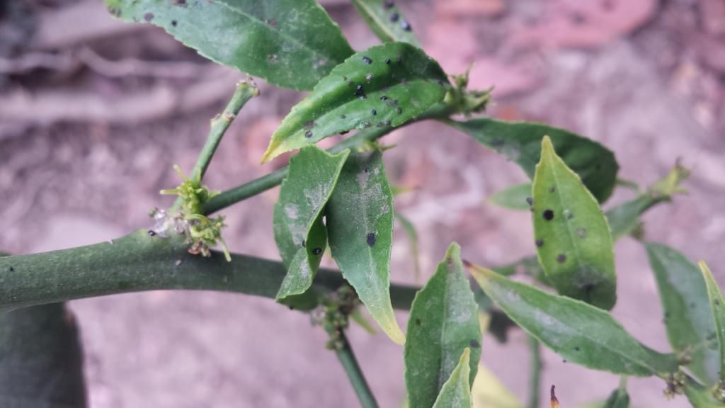  photo 20140715_170206_zps24f3a8a5.jpg