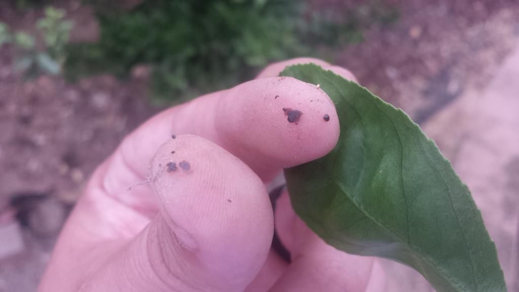  photo 20140715_182410_zps3d08711d.jpg