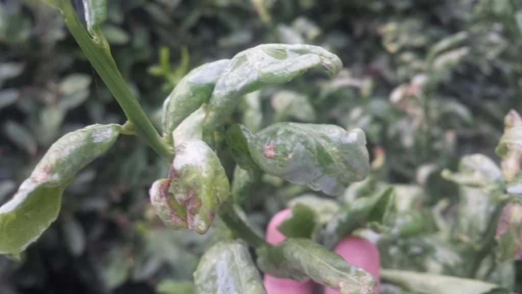  photo 20140715_182445_zps4bd41212.jpg