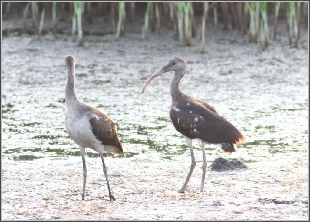 IMAGE: http://i1295.photobucket.com/albums/b639/budgetms/IMG_5998_zpse5c0f8c3.jpg