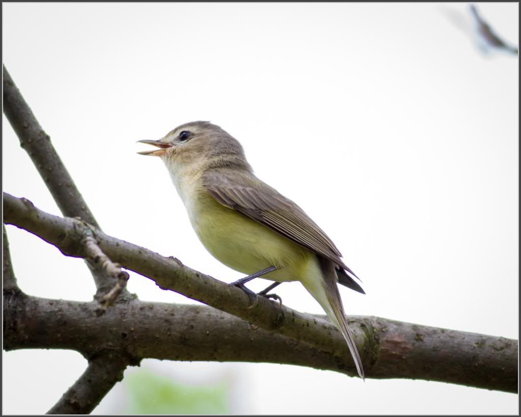 IMAGE: http://i1295.photobucket.com/albums/b639/budgetms/IMG_9151_zpsd959375e.jpg