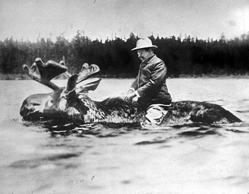  photo Theodore-Roosevelt-riding-a-moose_opt_zps4cf53e13.jpg